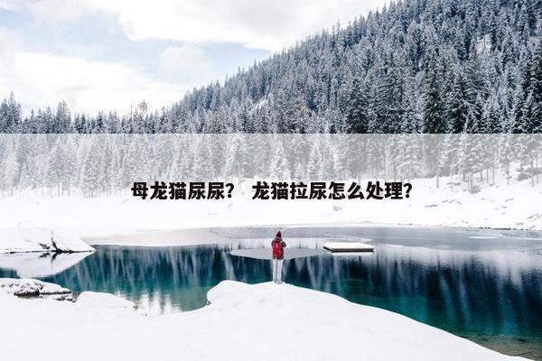 母龙猫尿尿？ 龙猫拉尿怎么处理？
