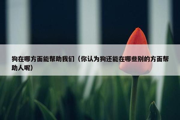 狗在哪方面能帮助我们（你认为狗还能在哪些别的方面帮助人呢）