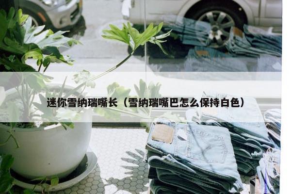 迷你雪纳瑞嘴长（雪纳瑞嘴巴怎么保持白色）