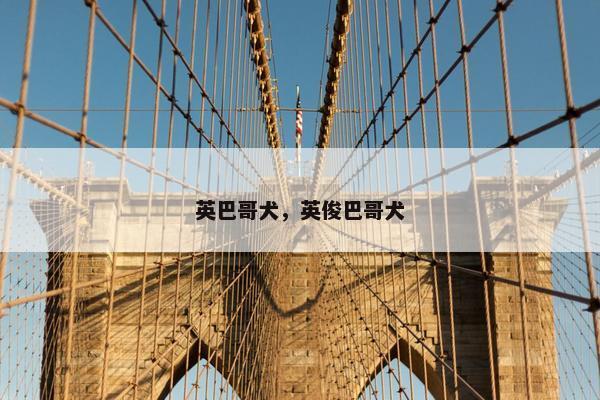 英巴哥犬，英俊巴哥犬