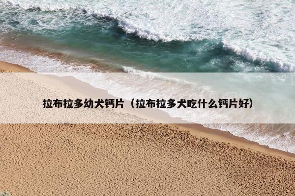 拉布拉多幼犬钙片（拉布拉多犬吃什么钙片好）