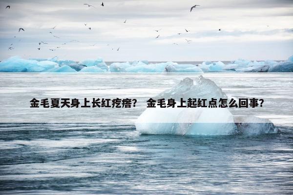 金毛夏天身上长红疙瘩？ 金毛身上起红点怎么回事？