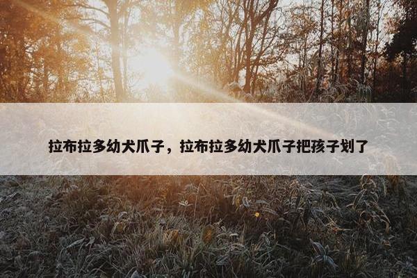 拉布拉多幼犬爪子，拉布拉多幼犬爪子把孩子划了