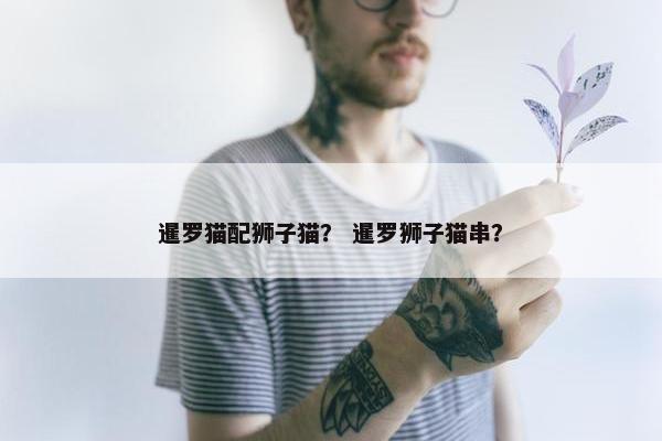 暹罗猫配狮子猫？ 暹罗狮子猫串？