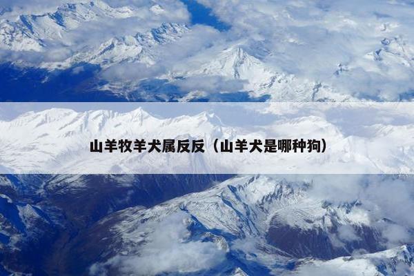 山羊牧羊犬属反反（山羊犬是哪种狗）