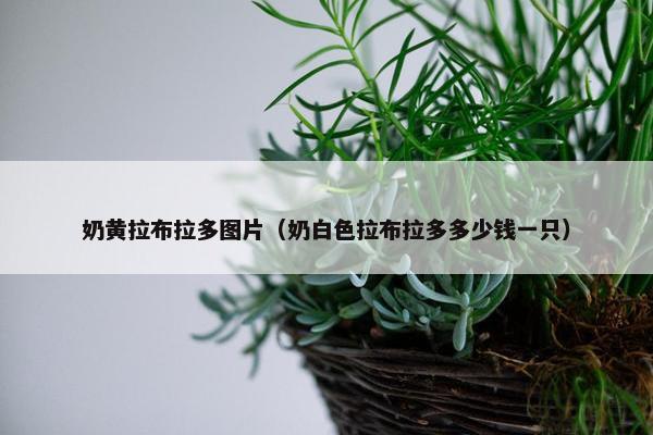 奶黄拉布拉多图片（奶白色拉布拉多多少钱一只）