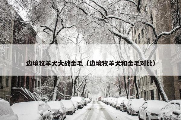 边境牧羊犬大战金毛（边境牧羊犬和金毛对比）