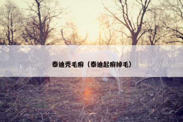 泰迪秃毛癣（泰迪起癣掉毛）