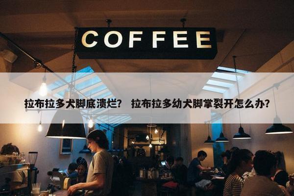 拉布拉多犬脚底溃烂？ 拉布拉多幼犬脚掌裂开怎么办？