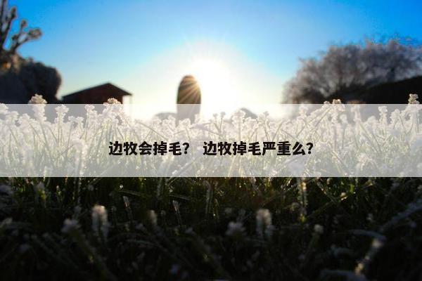 边牧会掉毛？ 边牧掉毛严重么？