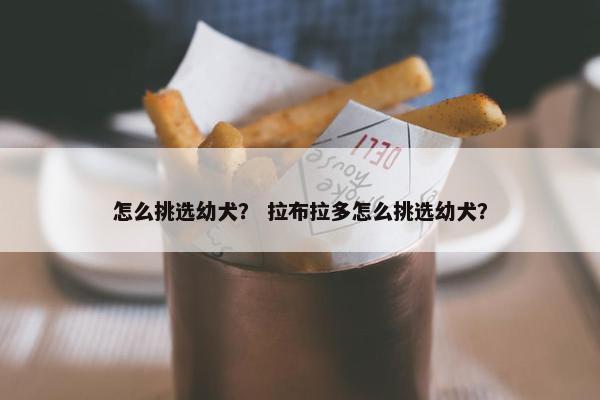 怎么挑选幼犬？ 拉布拉多怎么挑选幼犬？