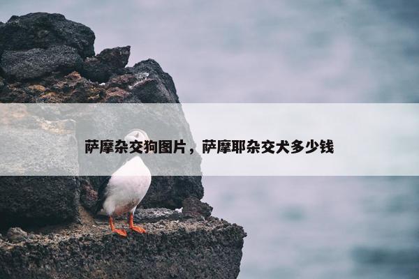萨摩杂交狗图片，萨摩耶杂交犬多少钱