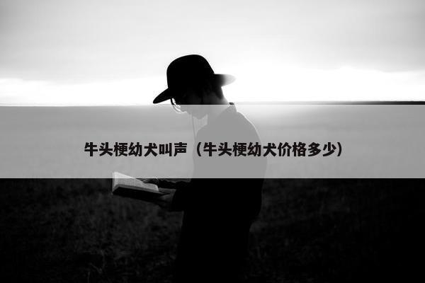 牛头梗幼犬叫声（牛头梗幼犬价格多少）