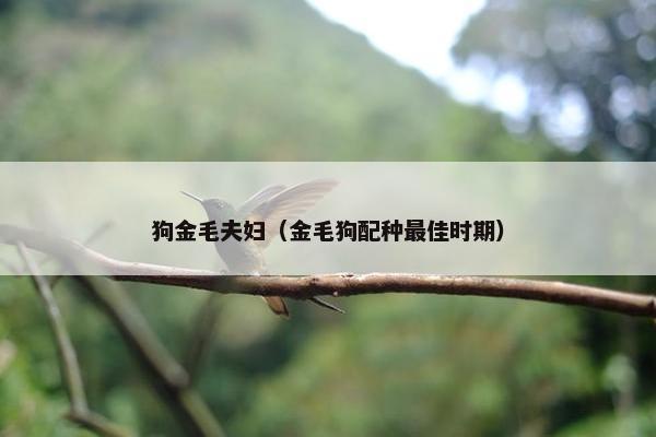 狗金毛夫妇（金毛狗配种最佳时期）