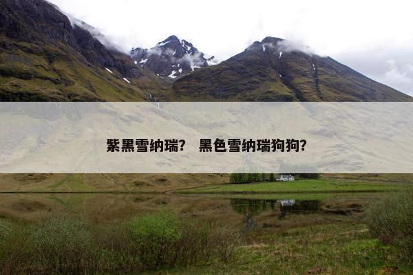 紫黑雪纳瑞？ 黑色雪纳瑞狗狗？