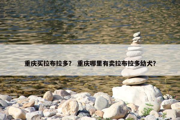 重庆买拉布拉多？ 重庆哪里有卖拉布拉多幼犬？