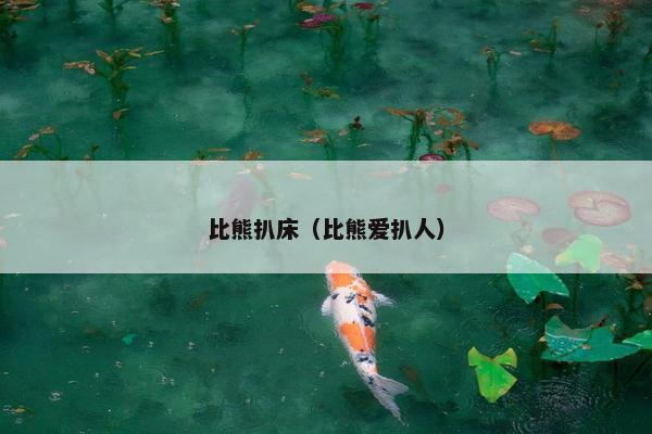 比熊扒床（比熊爱扒人）