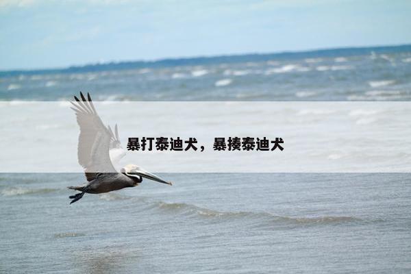 暴打泰迪犬，暴揍泰迪犬