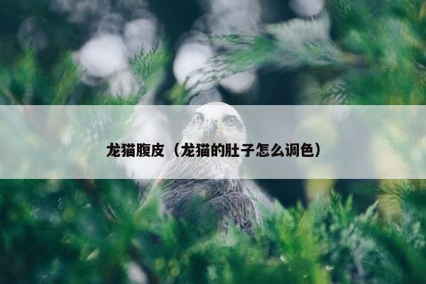 龙猫腹皮（龙猫的肚子怎么调色）