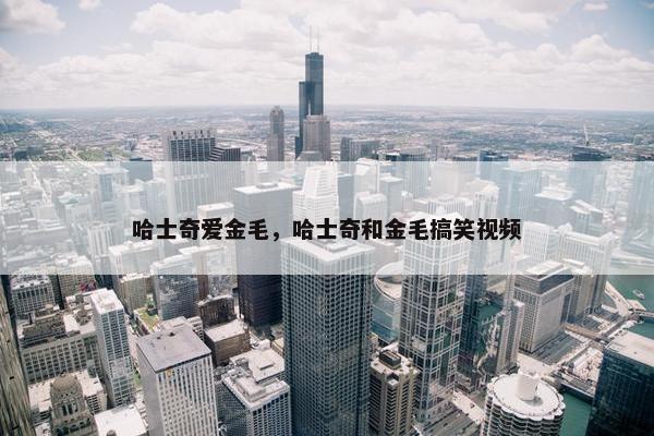 哈士奇爱金毛，哈士奇和金毛搞笑视频