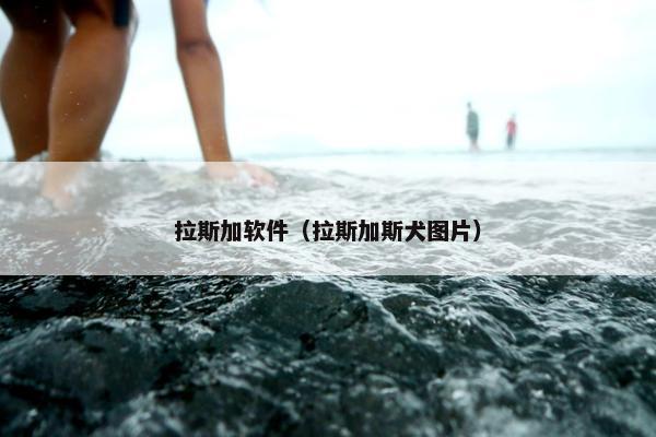 拉斯加软件（拉斯加斯犬图片）