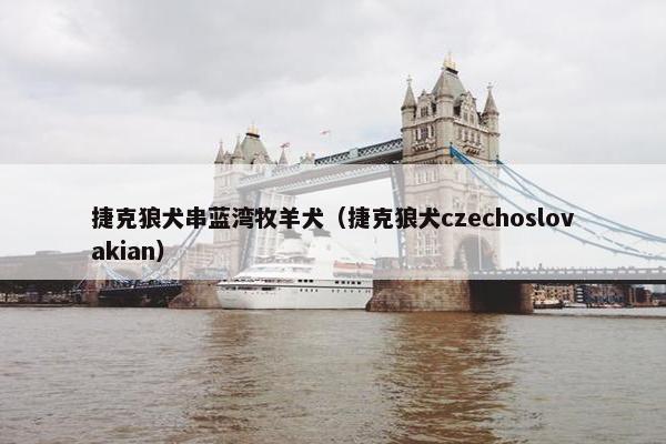 捷克狼犬串蓝湾牧羊犬（捷克狼犬czechoslovakian）