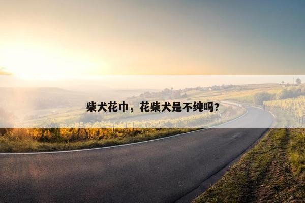 柴犬花巾，花柴犬是不纯吗?