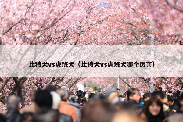 比特犬vs虎班犬（比特犬vs虎班犬哪个厉害）