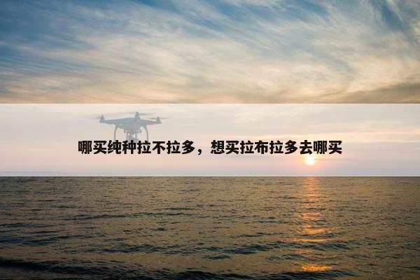 哪买纯种拉不拉多，想买拉布拉多去哪买