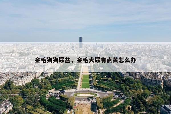 金毛狗狗尿盆，金毛犬尿有点黄怎么办