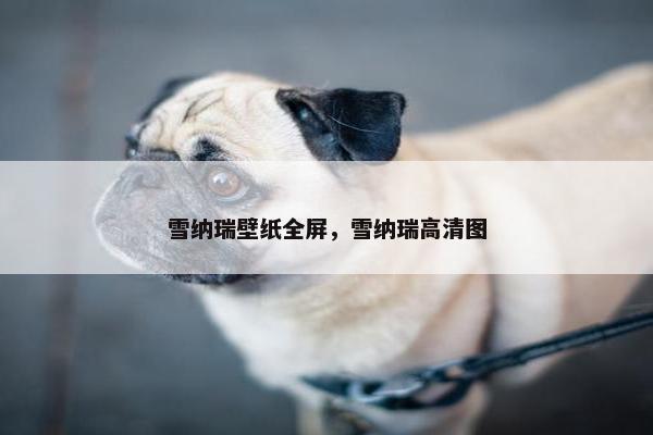 雪纳瑞壁纸全屏，雪纳瑞高清图