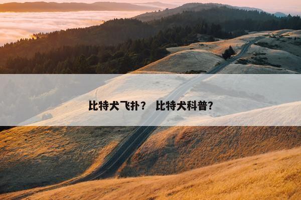 比特犬飞扑？ 比特犬科普？
