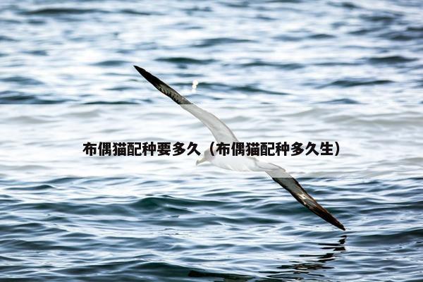 布偶猫配种要多久（布偶猫配种多久生）