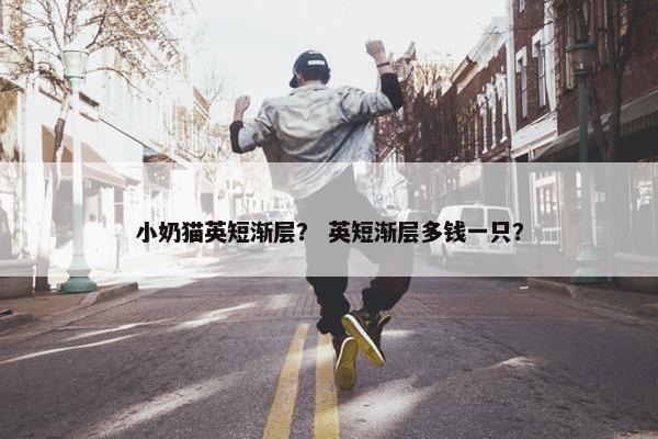 小奶猫英短渐层？ 英短渐层多钱一只？