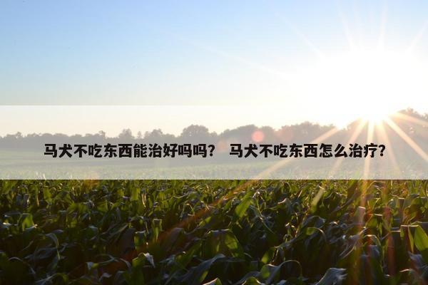 马犬不吃东西能治好吗吗？ 马犬不吃东西怎么治疗？