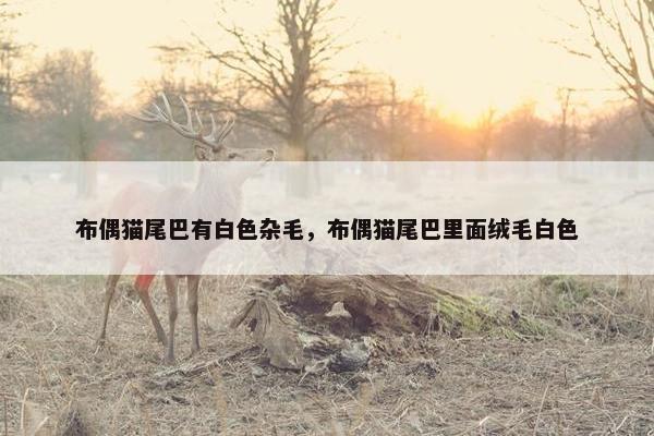 布偶猫尾巴有白色杂毛，布偶猫尾巴里面绒毛白色