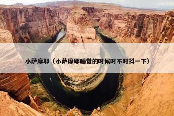 小萨摩耶（小萨摩耶睡觉的时候时不时抖一下）