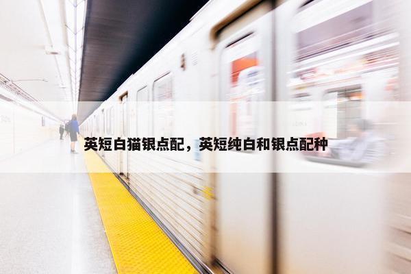 英短白猫银点配，英短纯白和银点配种