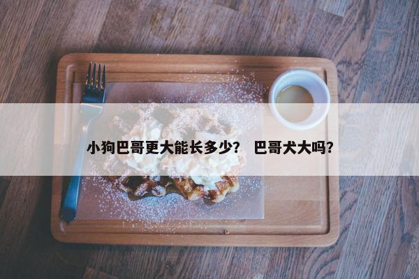 小狗巴哥更大能长多少？ 巴哥犬大吗？