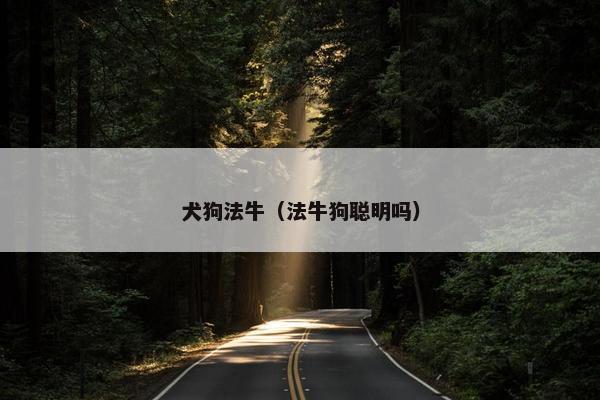 犬狗法牛（法牛狗聪明吗）