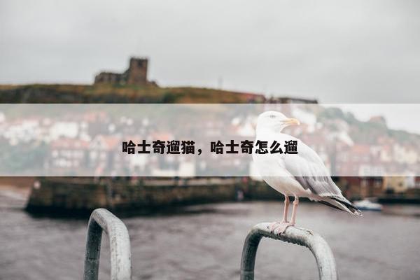 哈士奇遛猫，哈士奇怎么遛