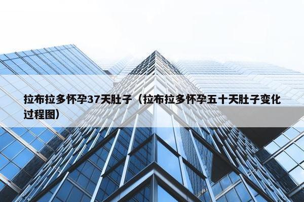 拉布拉多怀孕37天肚子（拉布拉多怀孕五十天肚子变化过程图）