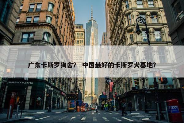 广东卡斯罗狗舍？ 中国最好的卡斯罗犬基地？