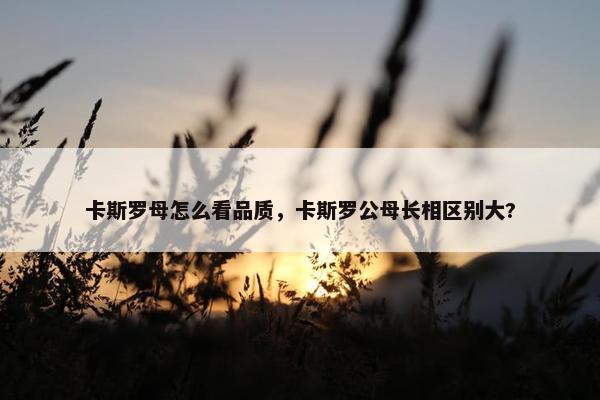 卡斯罗母怎么看品质，卡斯罗公母长相区别大?