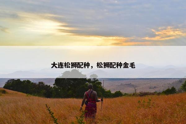 大连松狮配种，松狮配种金毛