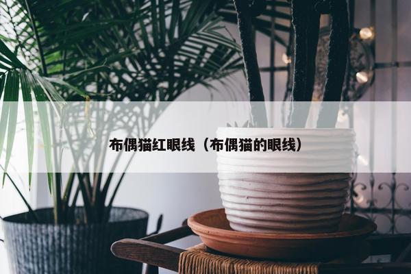 布偶猫红眼线（布偶猫的眼线）