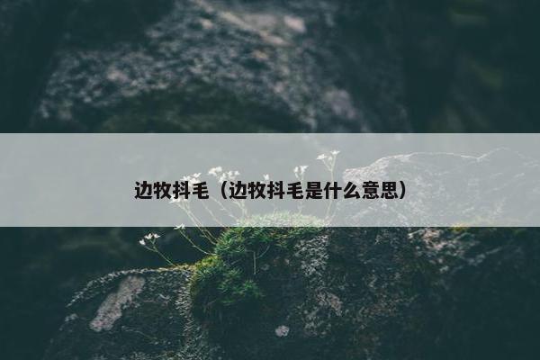 边牧抖毛（边牧抖毛是什么意思）