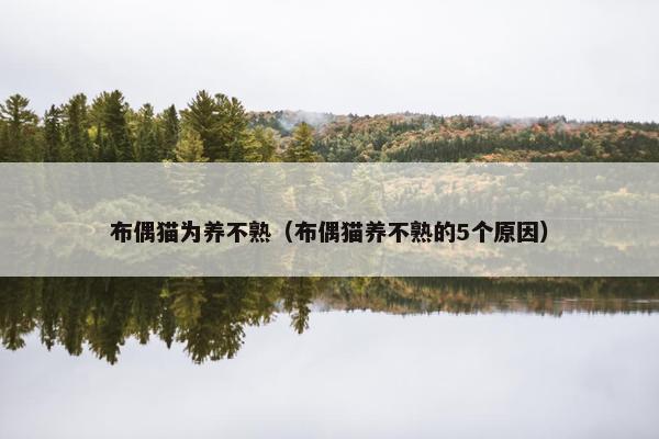 布偶猫为养不熟（布偶猫养不熟的5个原因）