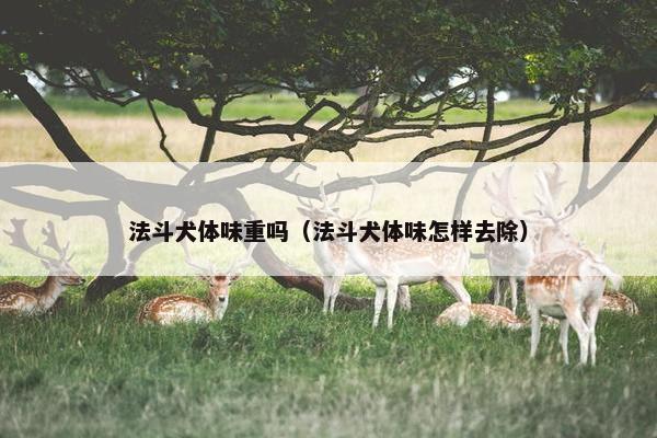 法斗犬体味重吗（法斗犬体味怎样去除）
