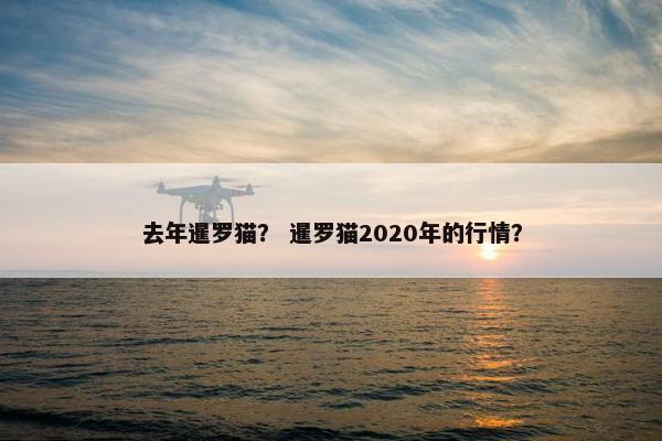 去年暹罗猫？ 暹罗猫2020年的行情？